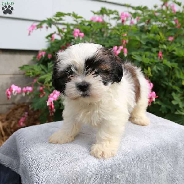 Toby, Shih Tzu Puppy